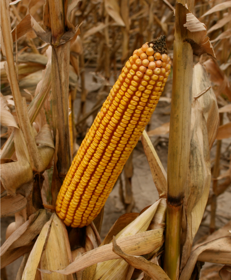 corn-close-up