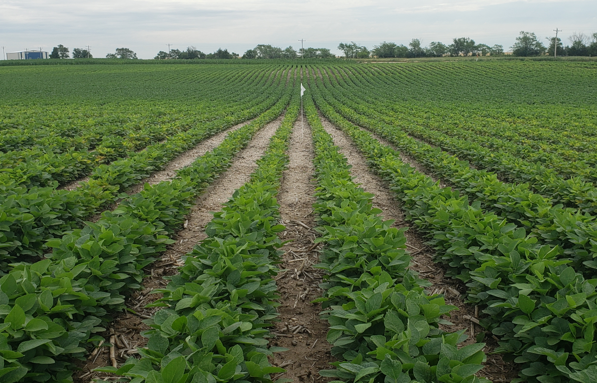 field-rows